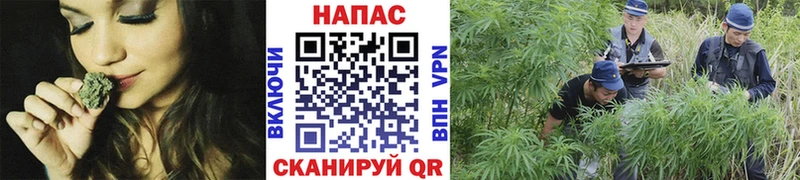 продажа наркотиков  Мамоново  Канабис White Widow 